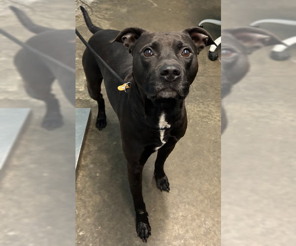 Medium Photo #1 Mutt Puppy For Sale in Evansville, IN, USA