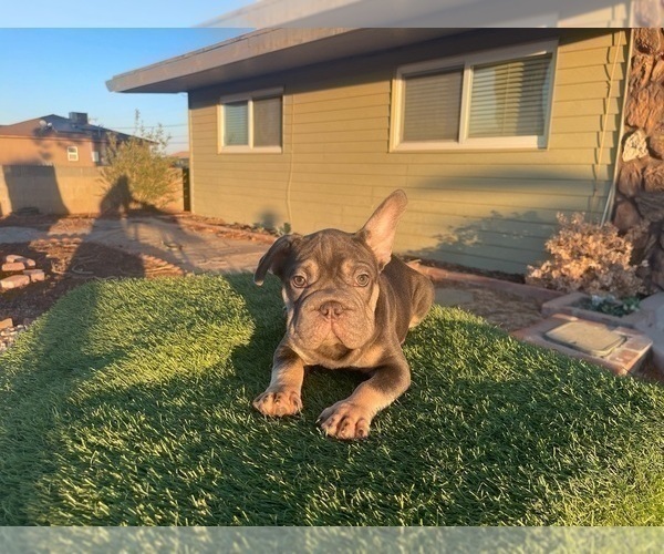 Medium Photo #33 French Bulldog Puppy For Sale in TALLAHASSEE, FL, USA