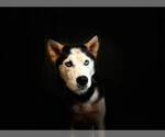 Small #4 Siberian Husky