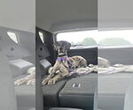 Small Photo #2 Great Dane Puppy For Sale in McCormick, SC, USA