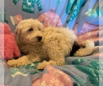 Small Photo #8 Miniature Bernedoodle Puppy For Sale in LEETONIA, OH, USA