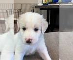 Small Photo #5 Great Pyrenees-Labradoodle Mix Puppy For Sale in ANNA, TX, USA