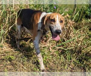 Treeing Walker Coonhound Dogs for adoption in Ocala, FL, USA