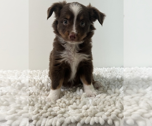 Medium Photo #1 Miniature Australian Shepherd Puppy For Sale in MARTINSVILLE, IN, USA