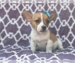 Small #6 French Bulldog-Jack Russell Terrier Mix