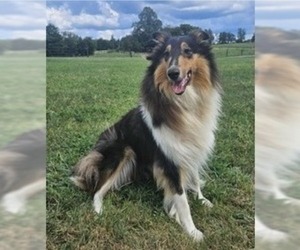 Mother of the Cattle Collie Dog puppies born on 07/09/2025