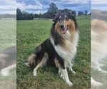 Small Photo #1 Cattle Collie Dog Puppy For Sale in PROSPECT, VA, USA