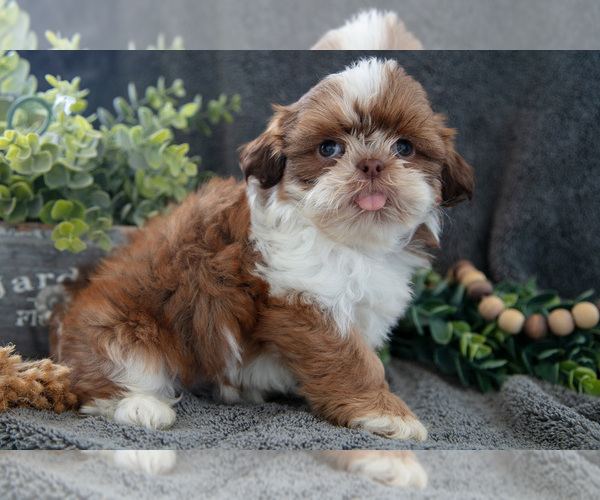 Medium Photo #1 Shih Tzu Puppy For Sale in MIDDLEBURY, IN, USA