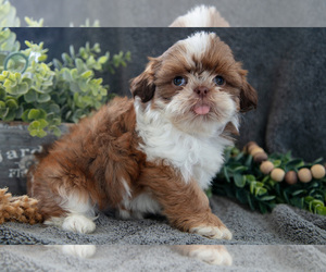 Shih Tzu Litter for sale in MIDDLEBURY, IN, USA