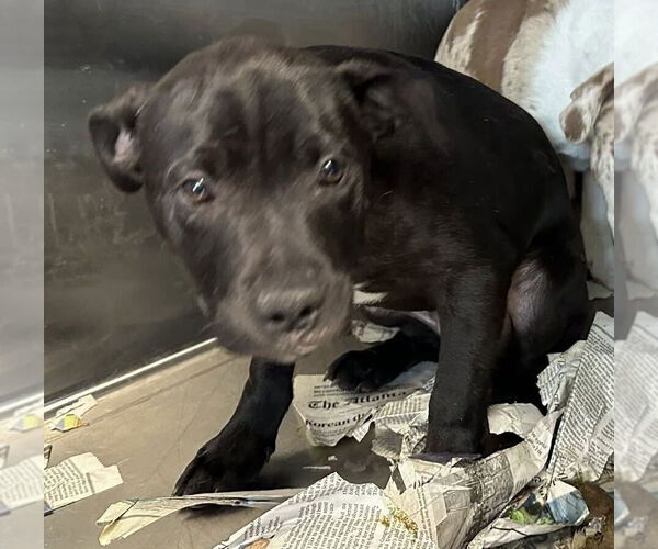 Medium Photo #6 Catahoula Leopard Dog-Labrador Retriever Mix Puppy For Sale in New York, NY, USA