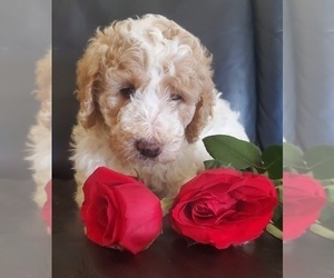 Labradoodle Puppy for sale in AURORA, CO, USA
