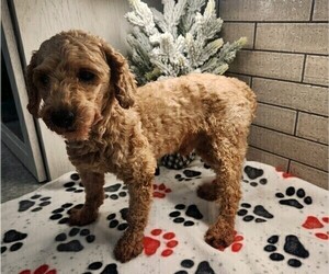Father of the Goldendoodle (Miniature) puppies born on 11/05/2022
