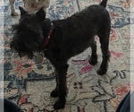 Small Photo #1 Schnauzer (Miniature) Puppy For Sale in HOUSTON, TX, USA