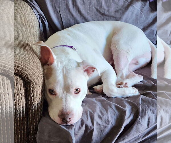 Medium Photo #17 Mutt Puppy For Sale in Philadelphia, PA, USA