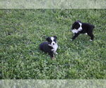 Small #20 Miniature Australian Shepherd
