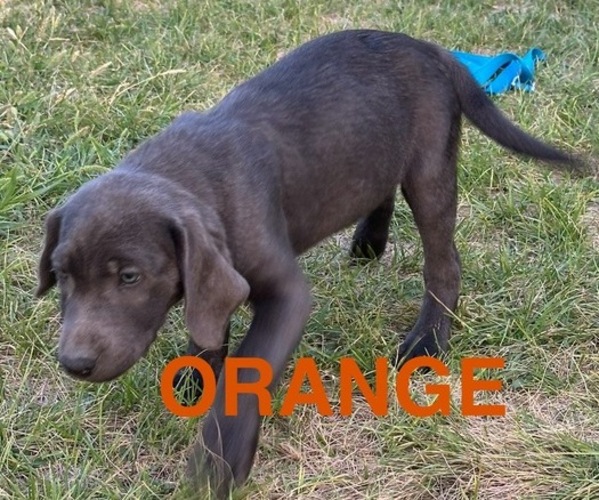 Medium Photo #6 Labrador Retriever Puppy For Sale in HAGERMAN, ID, USA