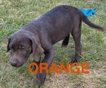 Small Photo #6 Labrador Retriever Puppy For Sale in HAGERMAN, ID, USA