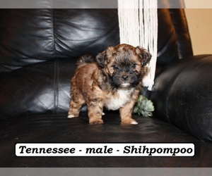 Staffordshire Bull Terrier Puppy for sale in CLARKRANGE, TN, USA