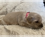 Puppy 3 Goldendoodle (Miniature)