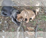 Small #42 American Pit Bull Terrier Mix