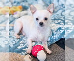 Small #7 Chihuahua