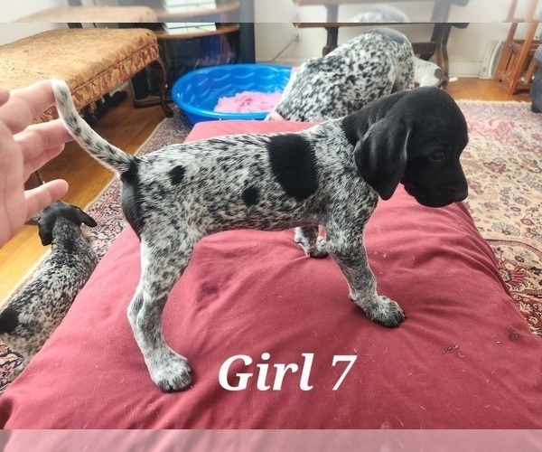 Medium Photo #3 German Shorthaired Pointer Puppy For Sale in N SYRACUSE, NY, USA