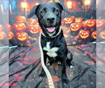 Small #3 Labrador Retriever