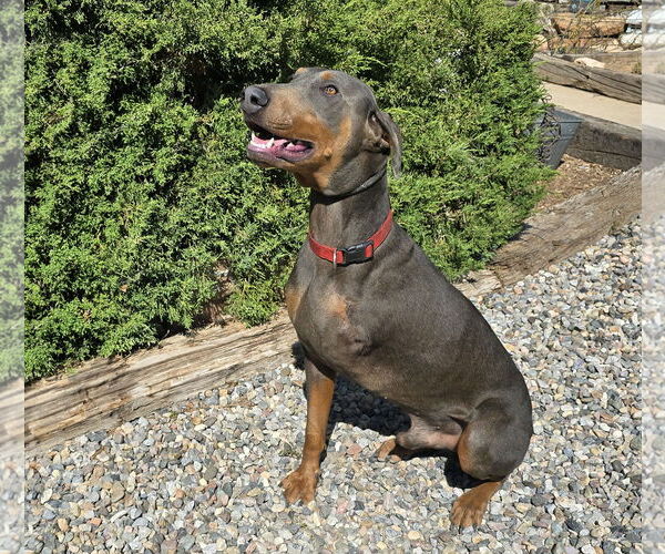 Medium Photo #2 Doberman Pinscher Puppy For Sale in Albuquerque, NM, USA