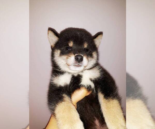 Medium Photo #1 Shiba Inu Puppy For Sale in SAN JOSE, CA, USA