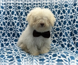 Poovanese Puppy for sale in LAKELAND, FL, USA