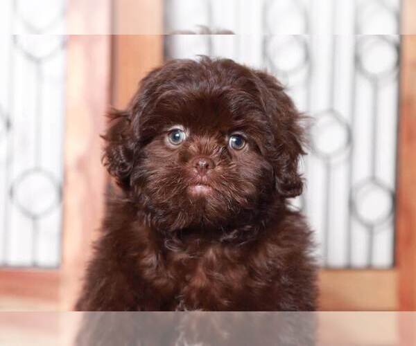 Medium Photo #2 ShihPoo Puppy For Sale in NAPLES, FL, USA