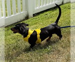 Small #6 Dachshund