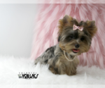 Small Photo #8 Yorkshire Terrier Puppy For Sale in KELLER, TX, USA