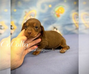 Dachshund Puppy for sale in WINNSBORO, LA, USA