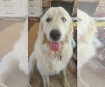 Small #4 Great Pyrenees