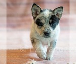 Small Photo #23 Cowboy Corgi Puppy For Sale in HOPKINSVILLE, KY, USA
