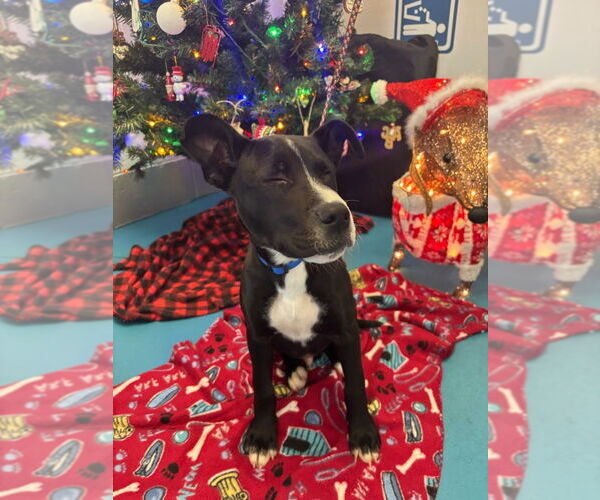 Medium Photo #2 Mutt Puppy For Sale in Muskegon, MI, USA