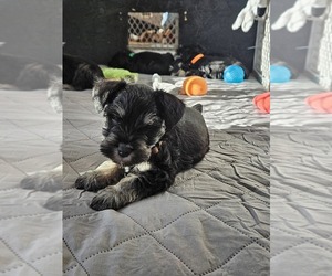 Schnauzer (Miniature) Puppy for sale in ALTOONA, IA, USA