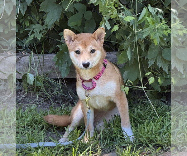 Medium Photo #1 Shiba Inu Puppy For Sale in Brooklyn Center, MN, USA