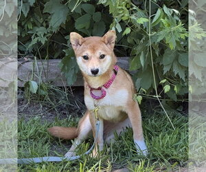 Shiba Inu Dogs for adoption in Brooklyn Center, MN, USA