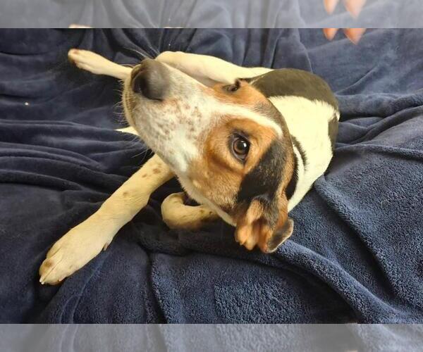 Medium Photo #5 Mutt Puppy For Sale in Rockwall, TX, USA