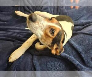 Zoe - Female Mutt Dog for Adoption - Photo #5
