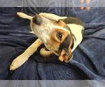 Small Photo #5 Mutt Puppy For Sale in Rockwall, TX, USA