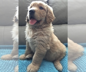 Golden Retriever Puppy for sale in SANTA ANA, CA, USA