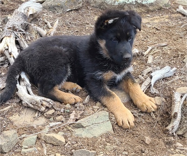 Medium Photo #1 German Shepherd Dog Puppy For Sale in DURANGO, CO, USA