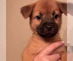 Chow Chow Dogs for adoption in San Antonio, TX, USA