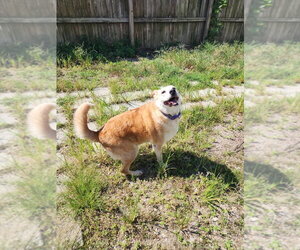 Mavis - Female Mutt Dog for Adoption - Photo #3