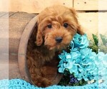 Small #3 Cavapoo