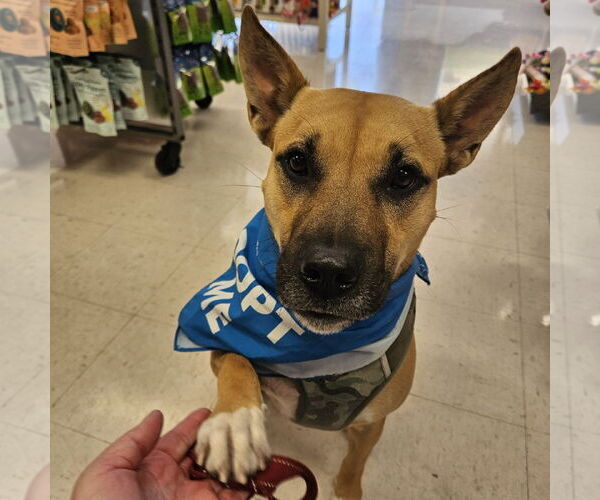 Medium Photo #13 Mutt Puppy For Sale in Fargo, ND, USA