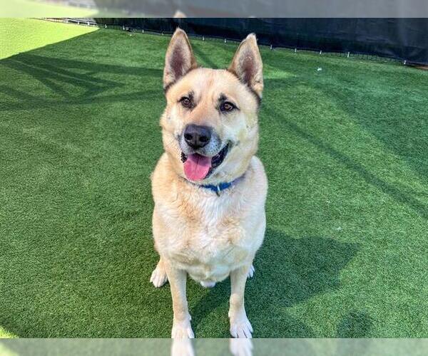 Medium Photo #2 Akita-Unknown Mix Puppy For Sale in Orange, CA, USA